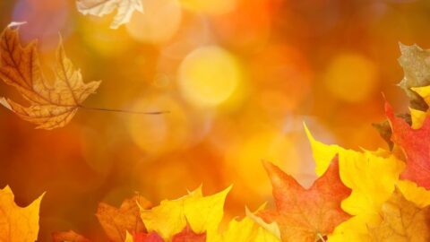 Autumn 1