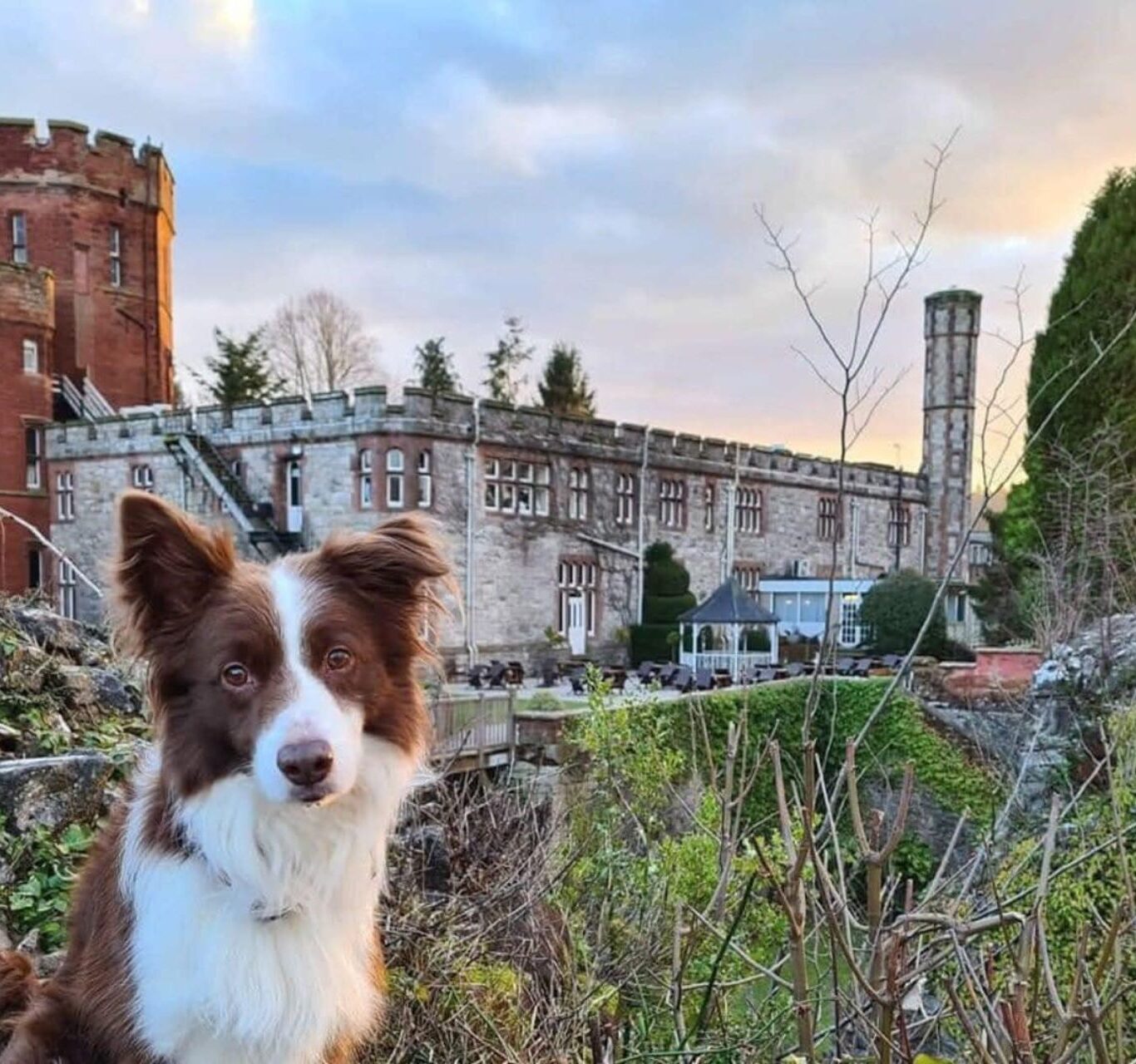 Ruthin Dog &ndash; 1920&times;1280